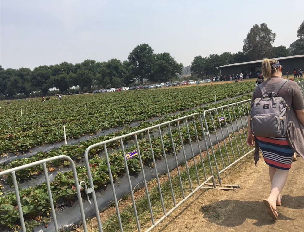 The Strawberry Forest | tourist attraction | 276 The Ave Of Honour, Bacchus Marsh VIC 3340, Australia | 0353670606 OR +61 3 5367 0606