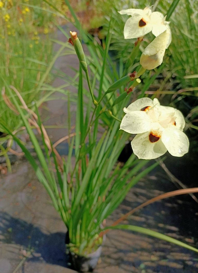 Crystal Nursery | Crooks Valley Rd, Crystal Creek NSW 2484, Australia | Phone: 0487 393 831