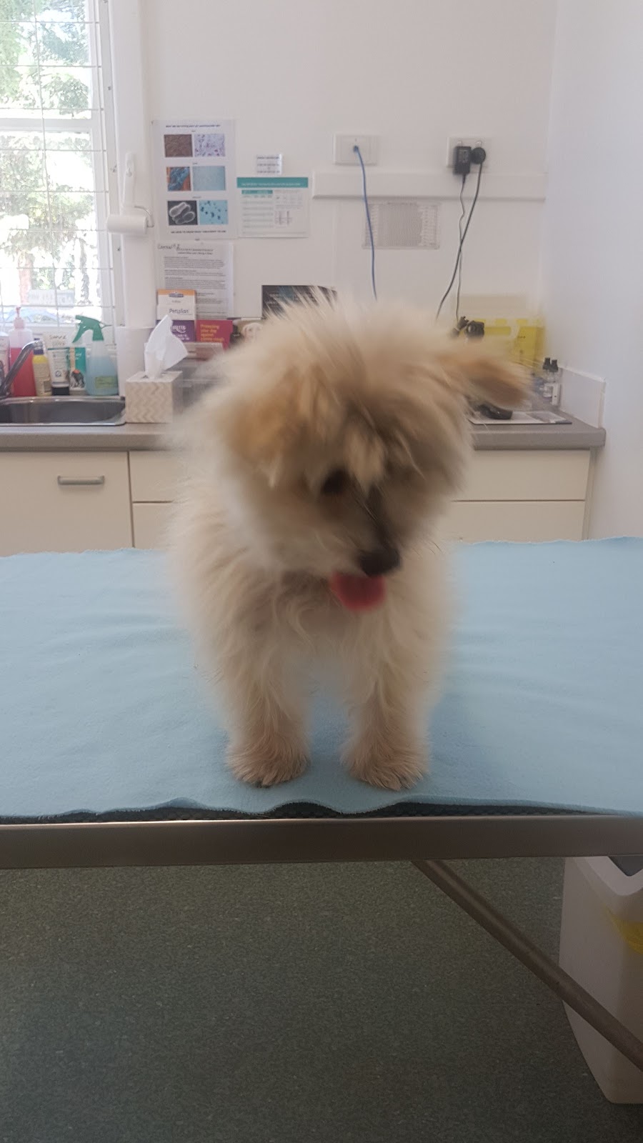 Australind Vet | 56 Old Coast Rd, Australind WA 6233, Australia | Phone: (08) 9797 1584