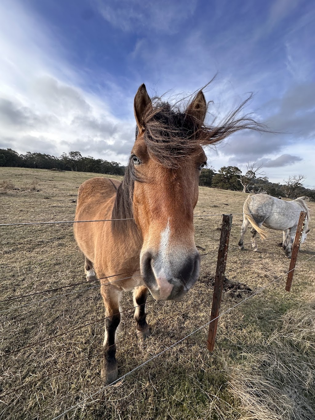 Ballybrook Farm | 602 Couangalt Rd, Gisborne VIC 3437, Australia | Phone: 0409 196 110