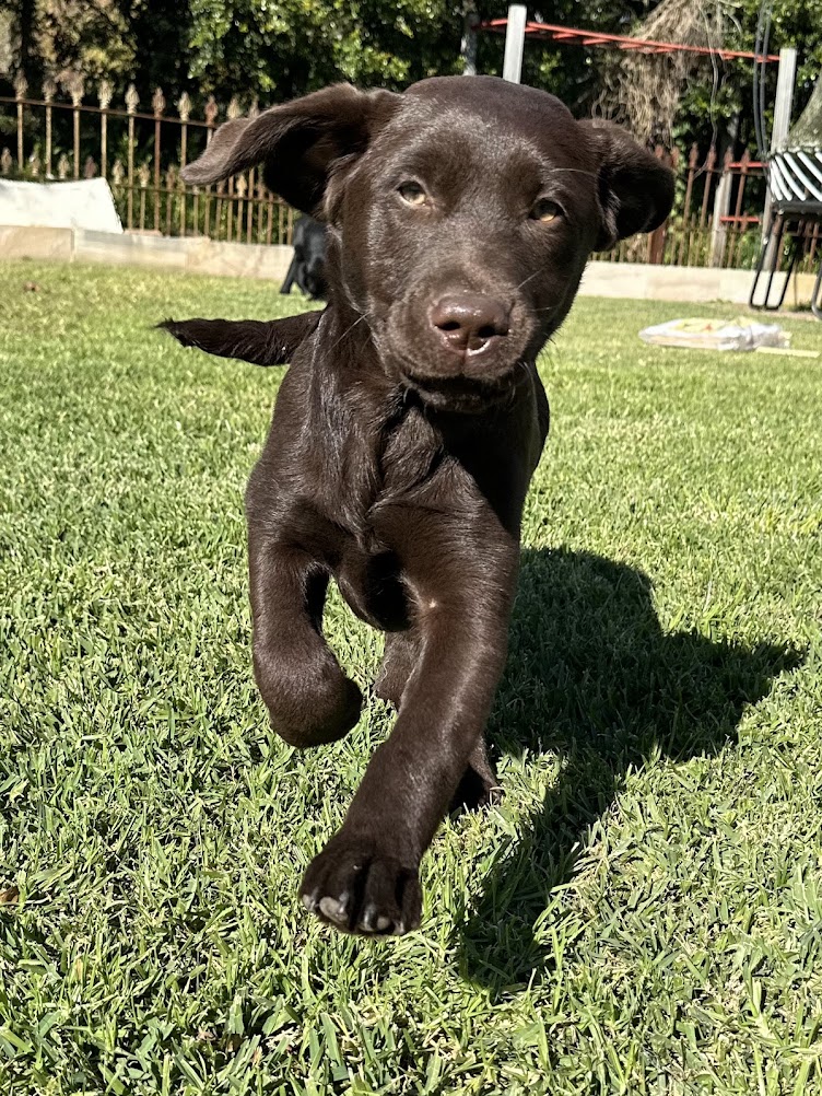 Dunglen Labradors | 143 Back Creek Rd, Sunny Corner NSW 2795, Australia | Phone: 0404 472 265