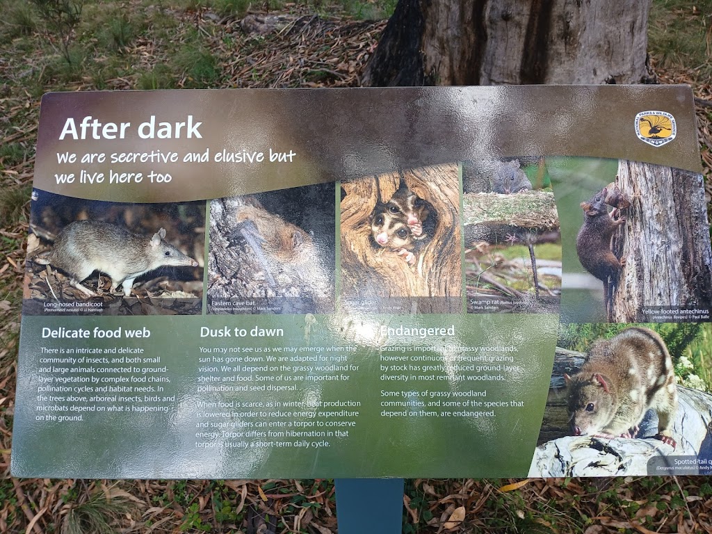 Upper Falls loop walk | Ebor Walking Track, Ebor NSW 2453, Australia | Phone: 1300 072 757