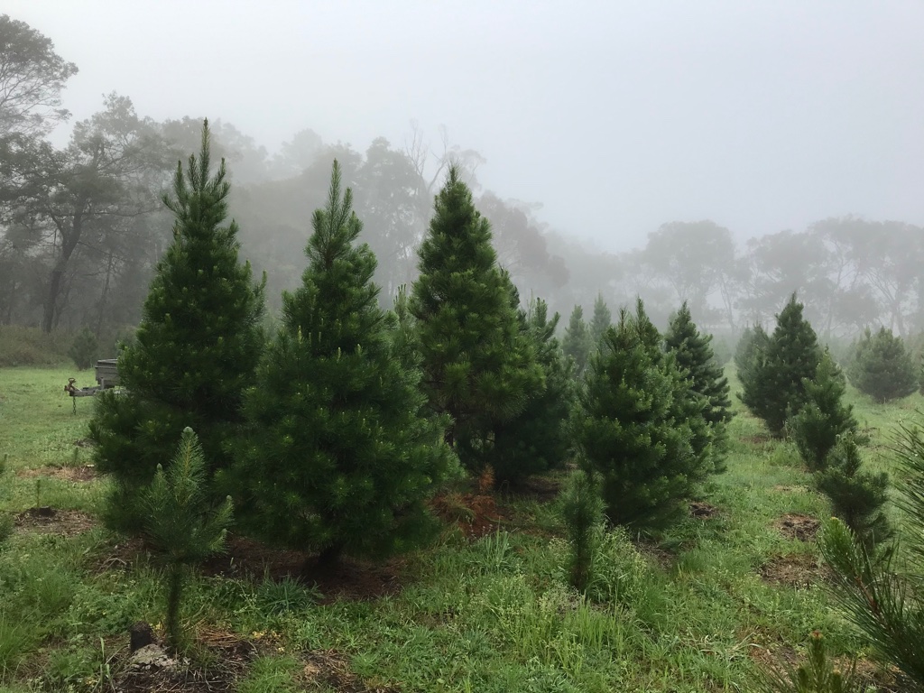 Sydney Christmas Tree Farm - sold out for 2020 | 6 Namba Rd, Duffys Forest NSW 2084, Australia | Phone: (02) 9450 2027