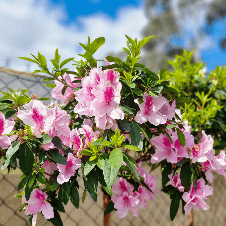 Plantmark Wantirna | 771 Boronia Rd, Wantirna VIC 3152, Australia | Phone: (03) 9845 6900