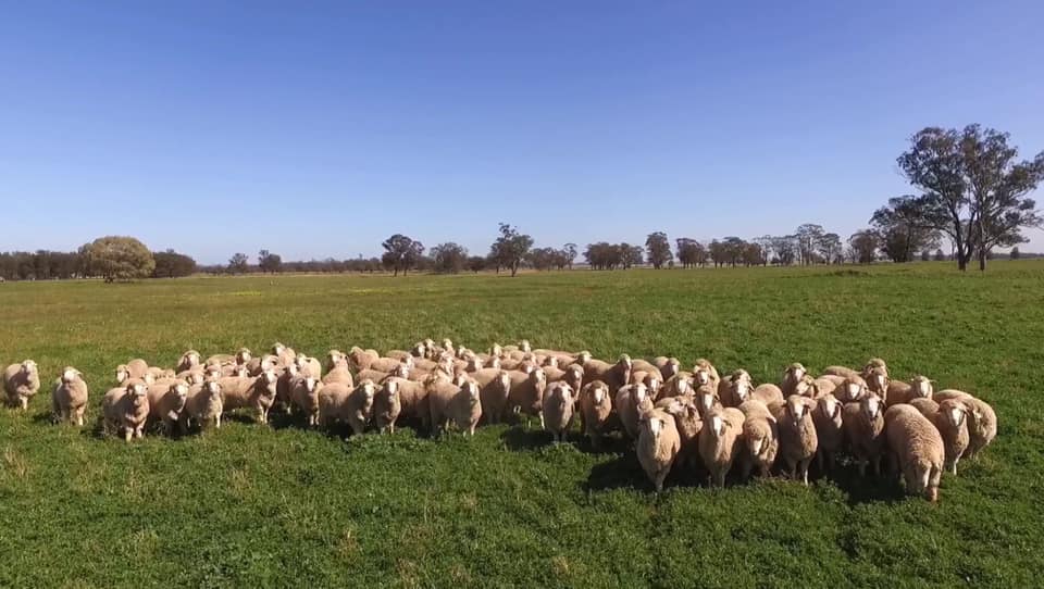 Parkdale SRS Poll Merino Stud | Parkdale 1580, Collie Rd, Kickabil NSW 2830, Australia | Phone: 0428 876 266