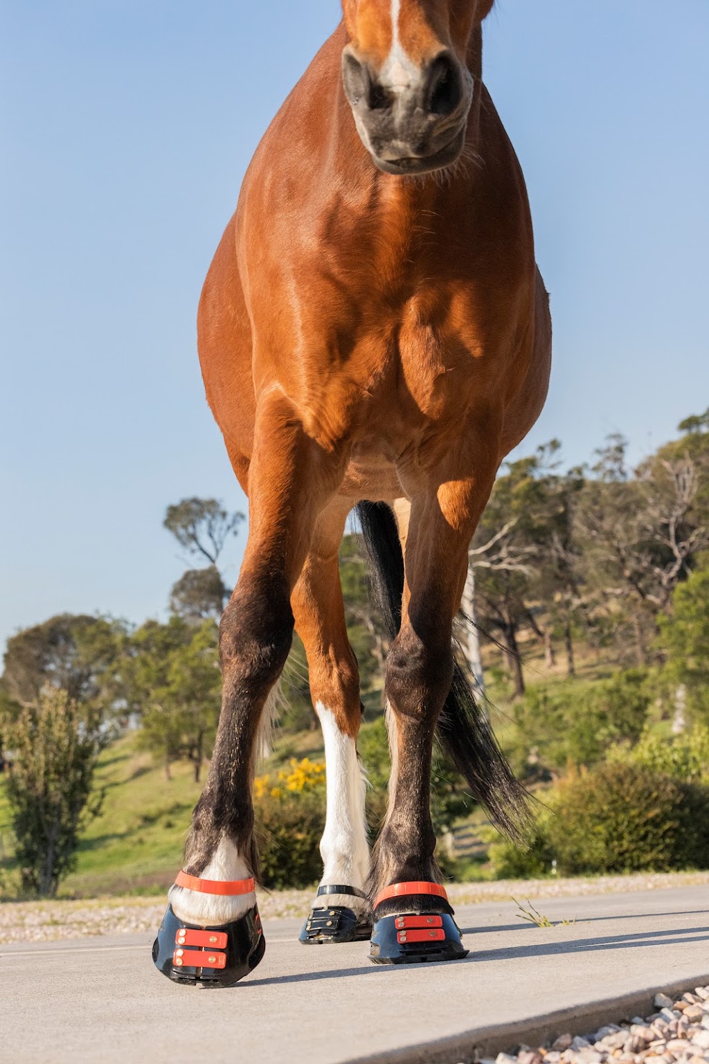 Scoot Boots | Unit 4/205 Kennedy Dr, Cambridge TAS 7170, Australia | Phone: (03) 6121 4605