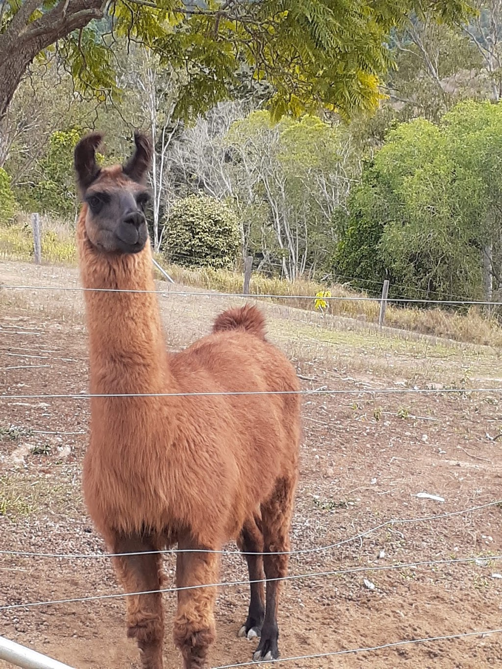 The Llama Farm | 563 Riverside Dr, Pine Mountain QLD 4306, Australia | Phone: 0403 284 665