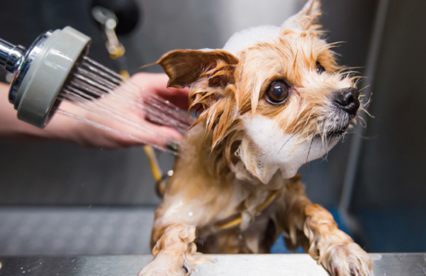 L.A.Clips Pet Grooming | 8 Croyland St, Wodonga VIC 3690, Australia | Phone: 0412 285 446