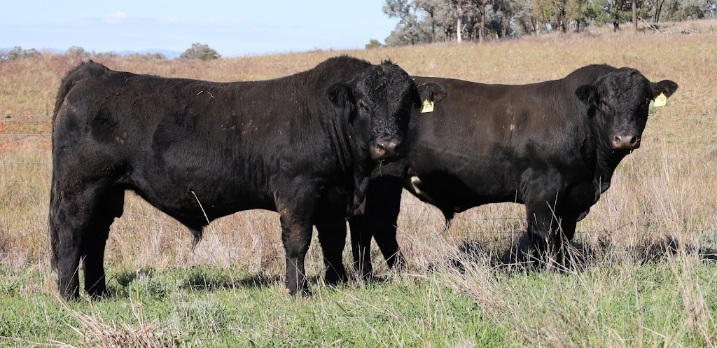 Mala-Daki Livestock | Corella Rd, Wongo Creek NSW 2346, Australia | Phone: 0428 320 606