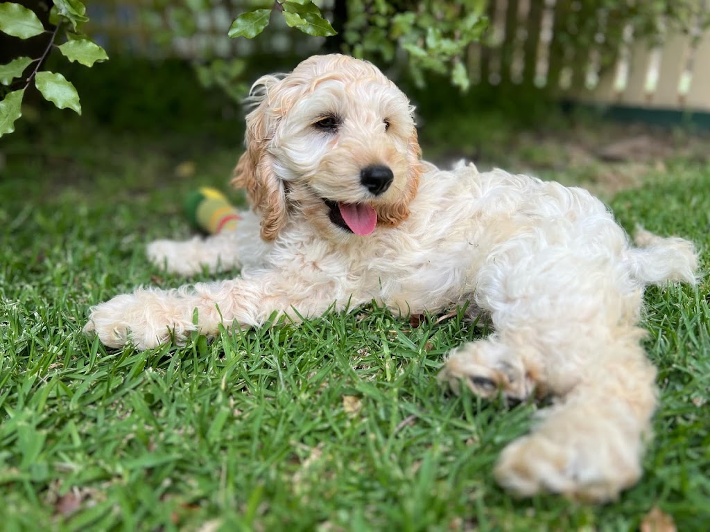 Rovers Run Puppies | 114-116 Smiths Ln, Pearcedale VIC 3912, Australia | Phone: 0493 135 429