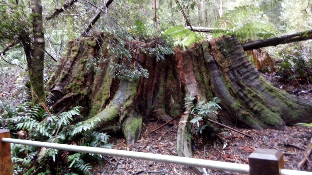 Ada Tall Trees Reserve | Ada VIC 3833, Australia