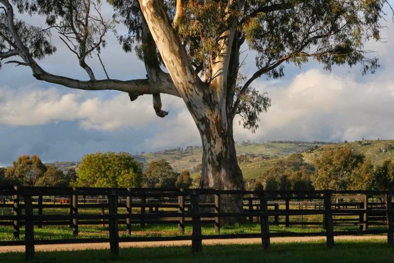 Blue Gum Farm | 72 Faris Rd, Euroa VIC 3666, Australia | Phone: (03) 5795 3331