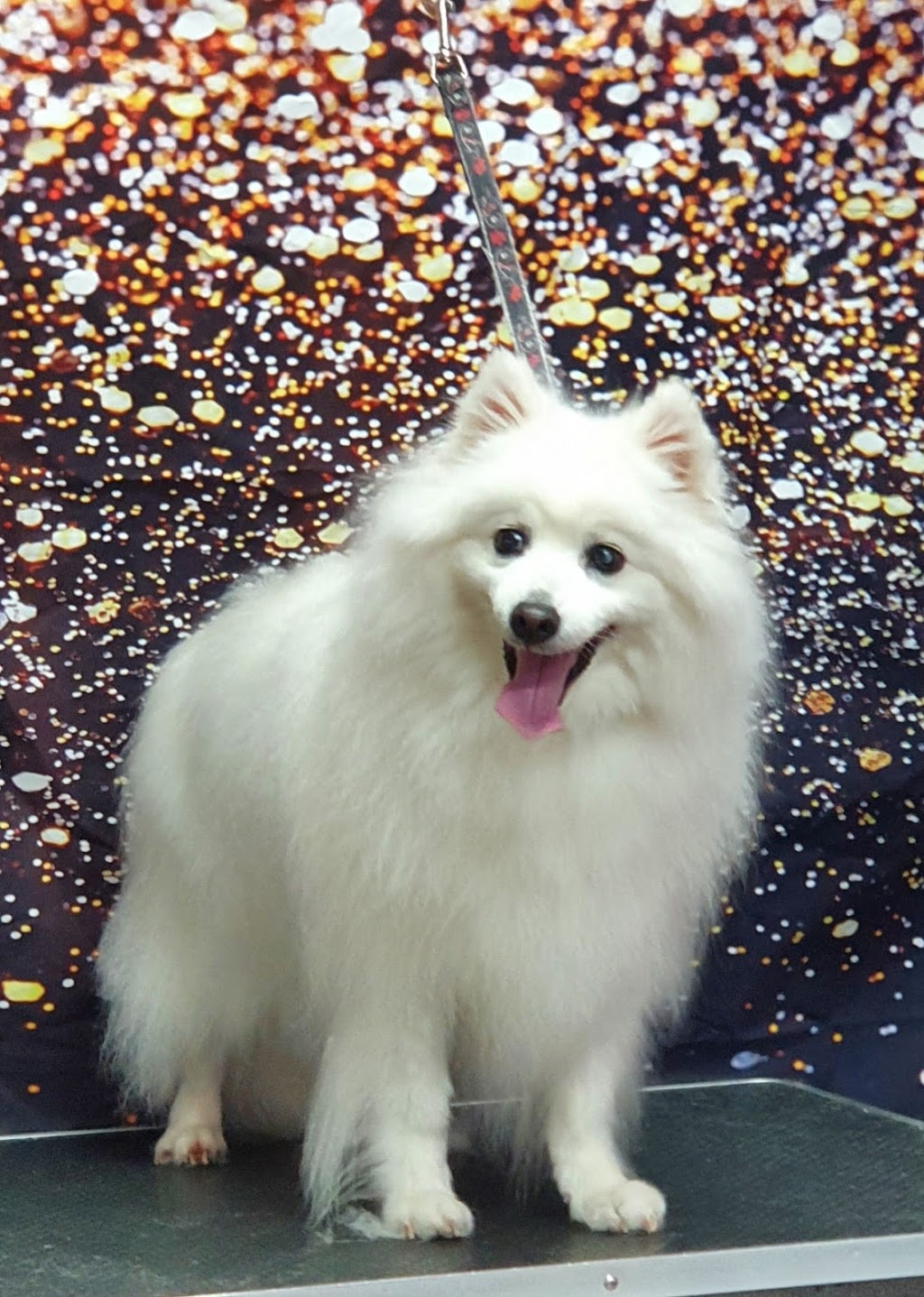 Rysup Dog Grooming | 10 Campbell St, Ellalong NSW 2325, Australia | Phone: 0425 807 519