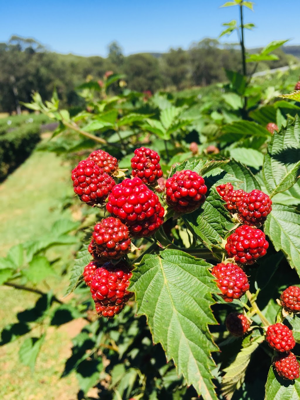 High Grove Berry And Cherry Farm |  | Mt Stanley Rd, Stanley VIC 3747, Australia | 0357286526 OR +61 3 5728 6526