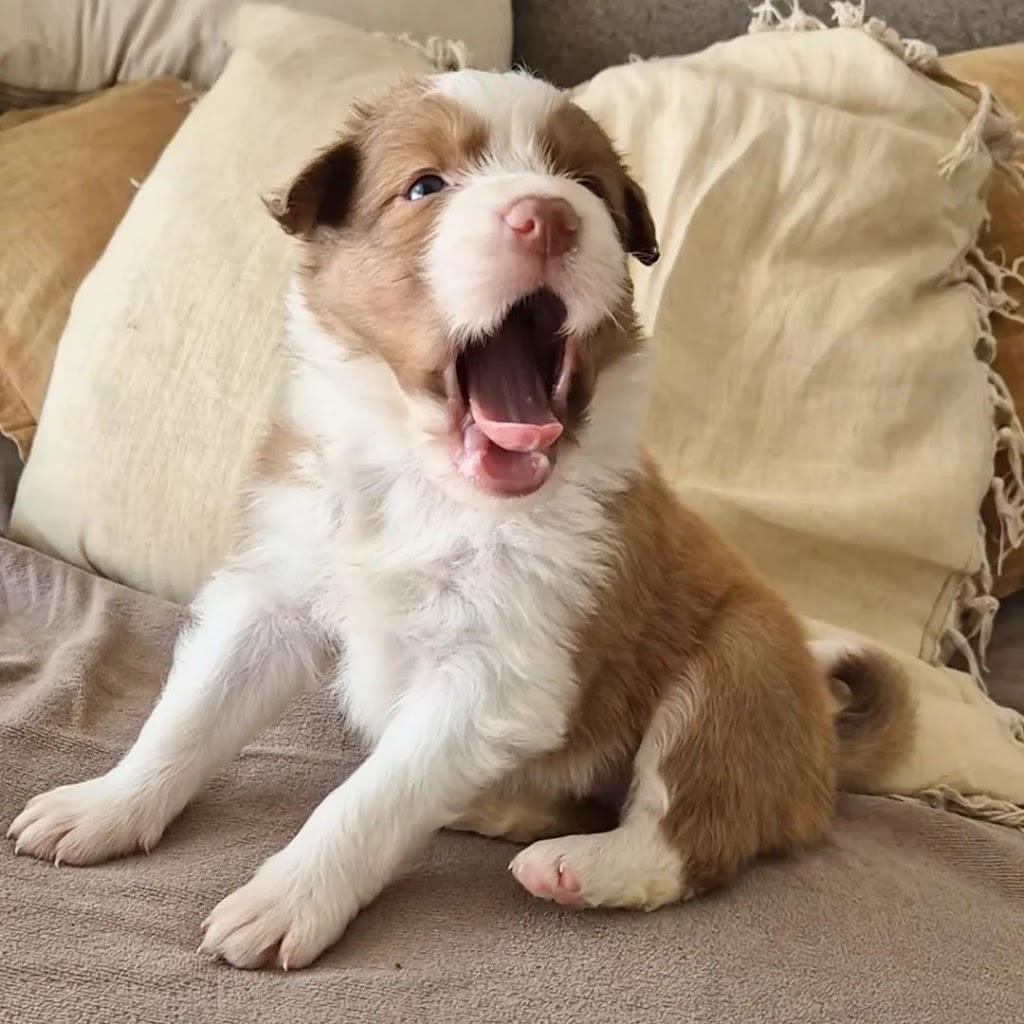 Mona Cottage | 14-18 Mona Rd, Woongarrah NSW 2259, Australia | Phone: 0436 360 834