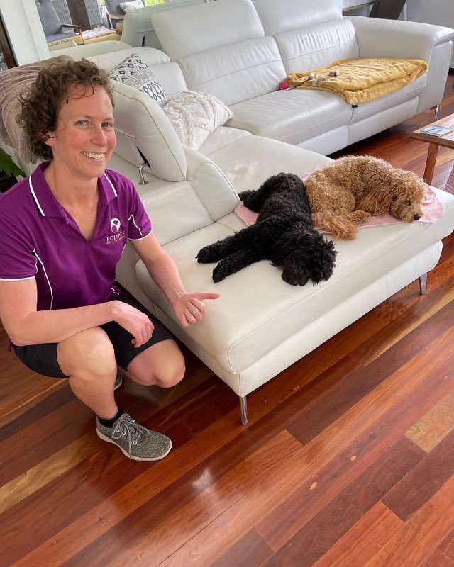 Eclipse Dog Training | Lowanna Dr, Buddina QLD 4575, Australia | Phone: 0493 092 654