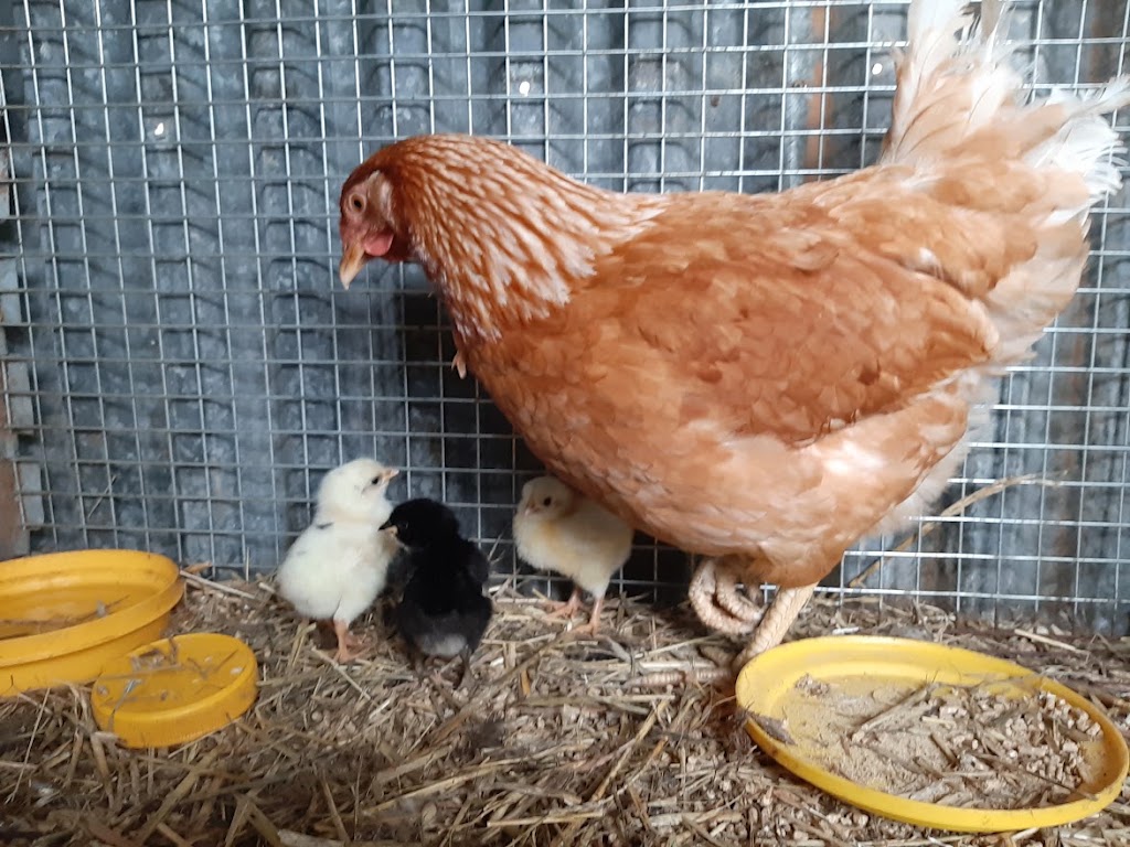 Pleasant Sense Farm | 736 Angas Valley Rd, Mount Pleasant SA 5235, Australia | Phone: 0448 557 329