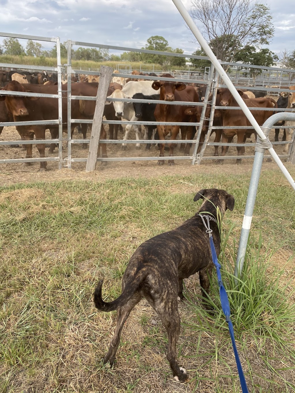 Brave Companion Dog Rescue Inc | 2107 Rosewood-Laidley Rd, Laidley QLD 4341, Australia | Phone: 0419 731 459