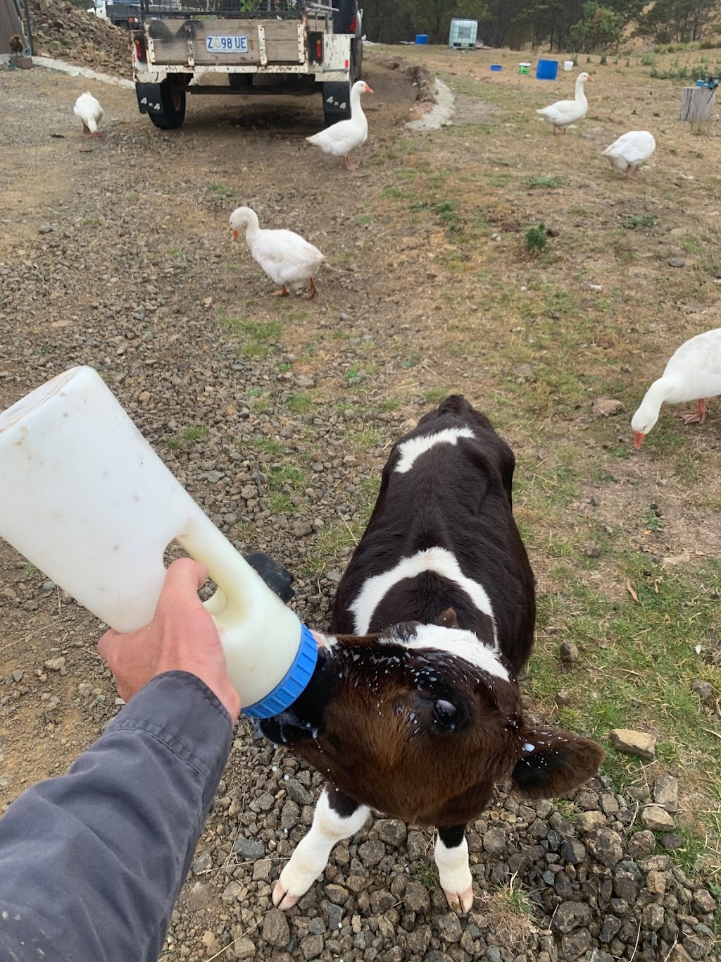 Eventide Sanctuary | 473 Sugarloaf Rd, Carlton River TAS 7173, Australia | Phone: 0456 748 170 Eventide Sanctuary | 473 Sugarloaf Rd, Carlton River TAS 7173, Australia | Phone: 0456 748 170