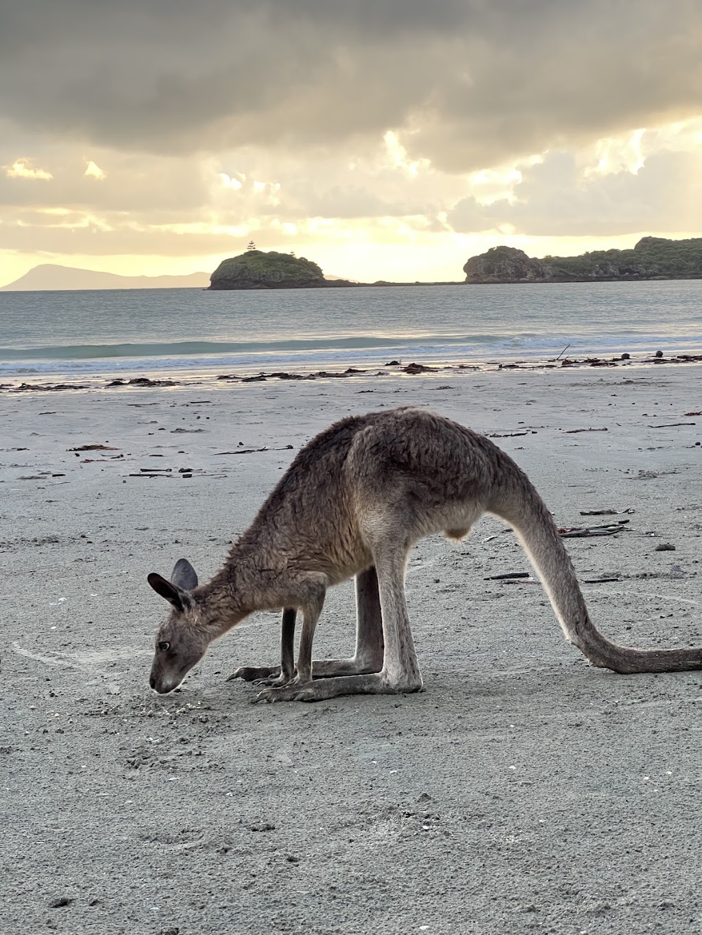 Cape Hillsborough Park | Cape Hillsborough Resort, Cape Hillsborough QLD 4740, Australia | Phone: (07) 4959 0152