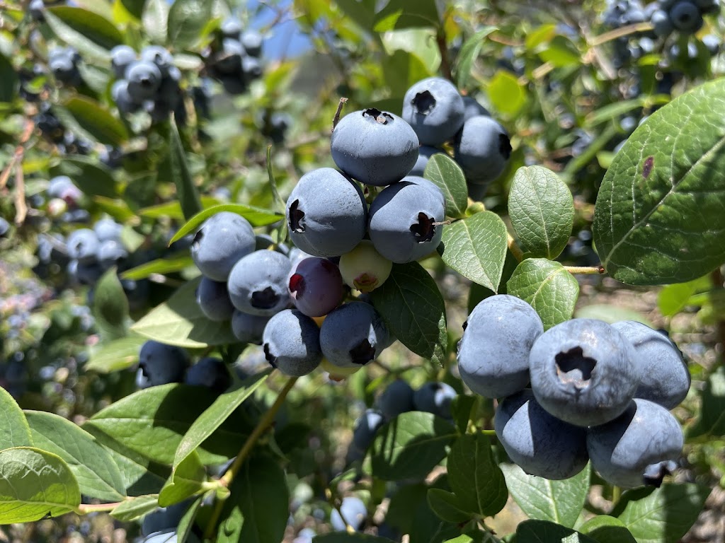 Glenlyon Blueberry Orchard | 18 Spring St, Glenlyon VIC 3461, Australia | Phone: 0484 183 686 Glenlyon Blueberry Orchard | 18 Spring St, Glenlyon VIC 3461, Australia | Phone: 0484 183 686