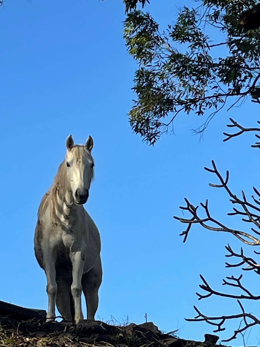 Storms Sanctuary | 462 Hunchy Rd, Hunchy QLD 4555, Australia | Phone: 0412 737 988