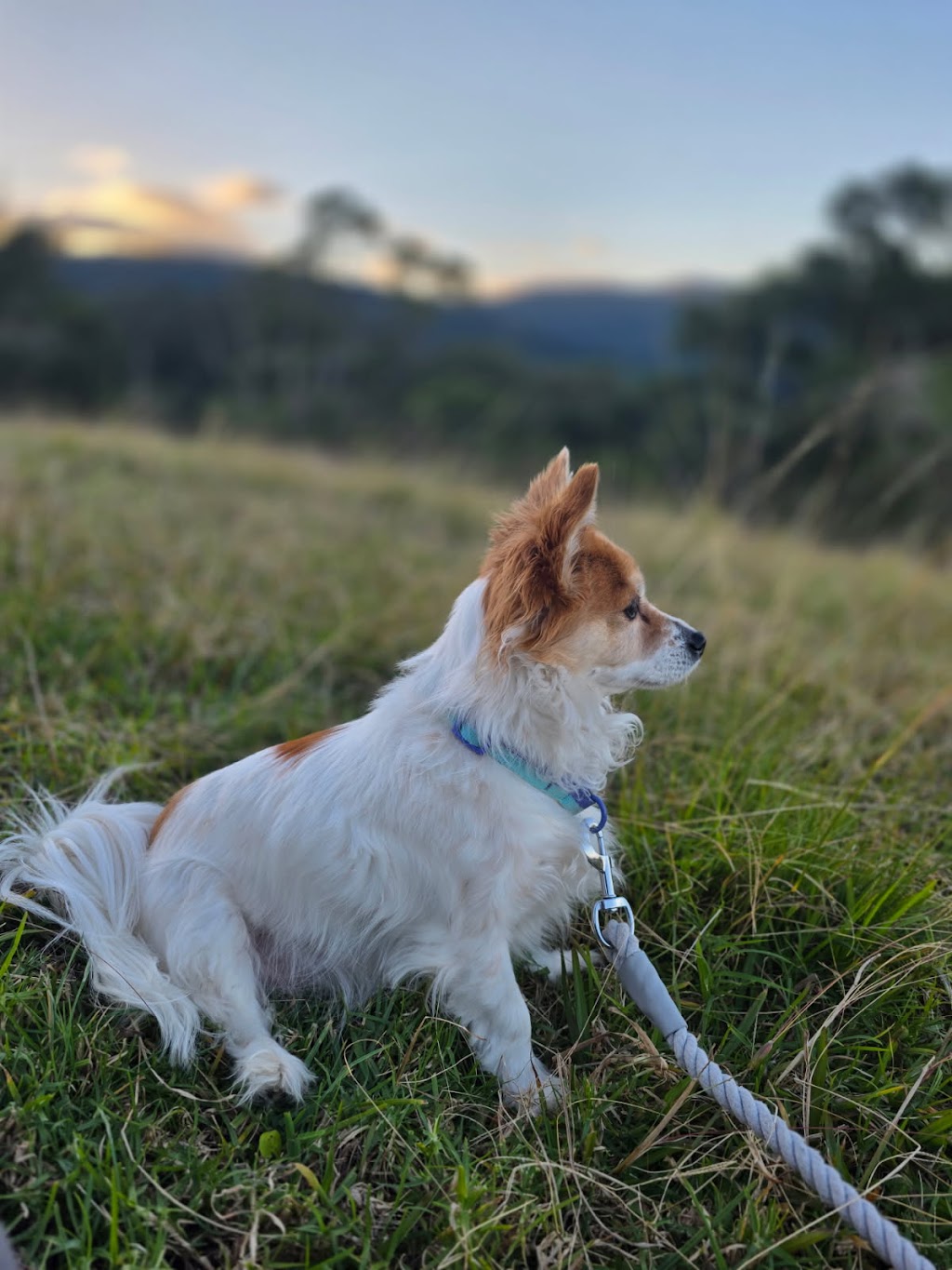 K9 Kidz & Katz | 30 Ridgecrest, Cordeaux Heights NSW 2526, Australia | Phone: 0403 606 229