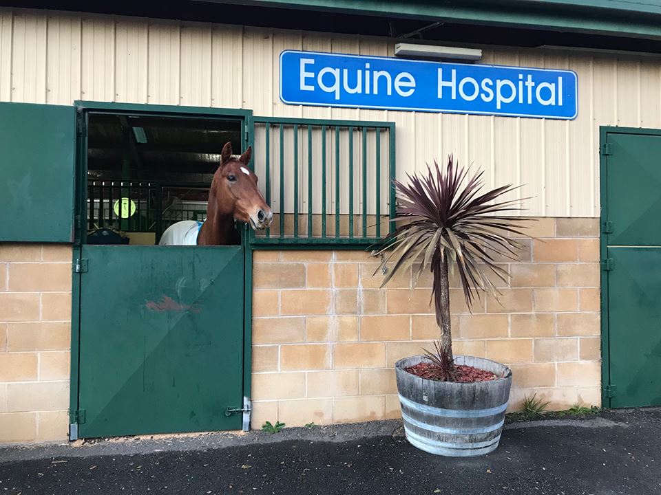 Canberra Equine Hospital | Barton Hwy, Lyneham ACT 2602, Australia | Phone: (02) 6241 8888