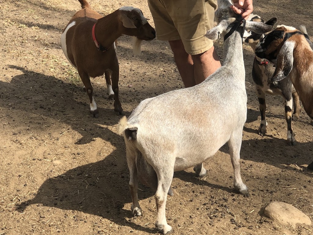Miniature Goat Breeders Association of Australia |  | 149 Four Mile Ln, Boyland QLD 4275, Australia | 0428430294 OR +61 428 430 294