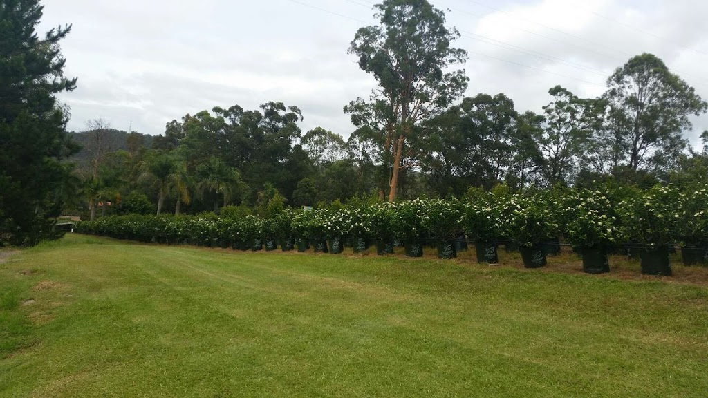 Lake Devon Nursery | 743 Tamborine Oxenford Rd, Upper Coomera QLD 4209, Australia | Phone: (07) 5573 4482