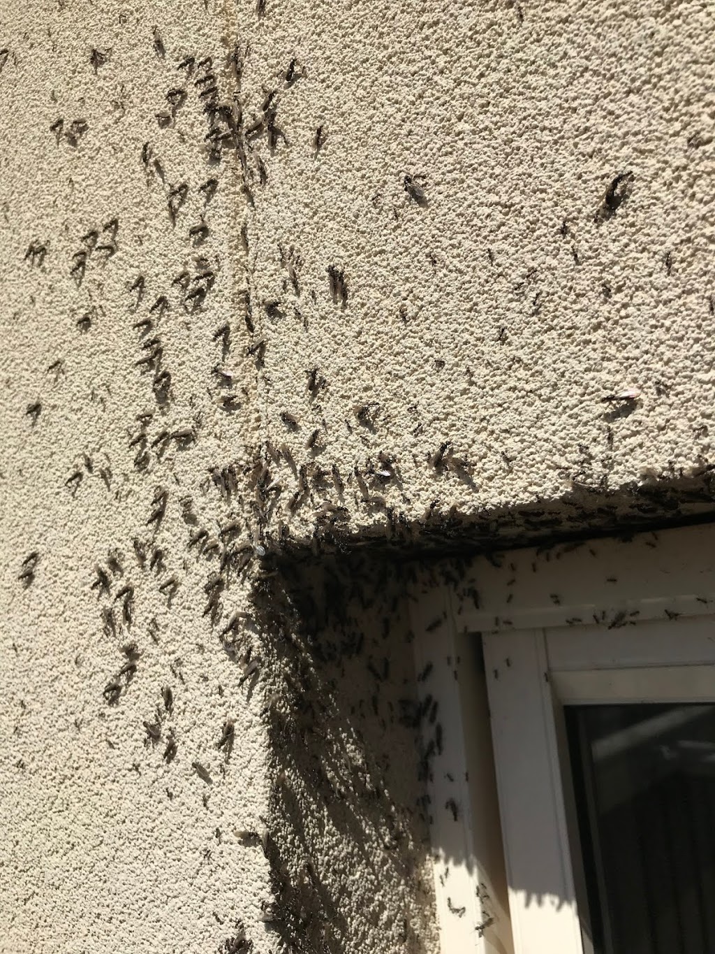 Pest Control Melbourne Eastern Suburbs - PEST ZAP | 6 Old Warrandyte Rd, Ringwood North VIC 3134, Australia | Phone: 0435 510 218