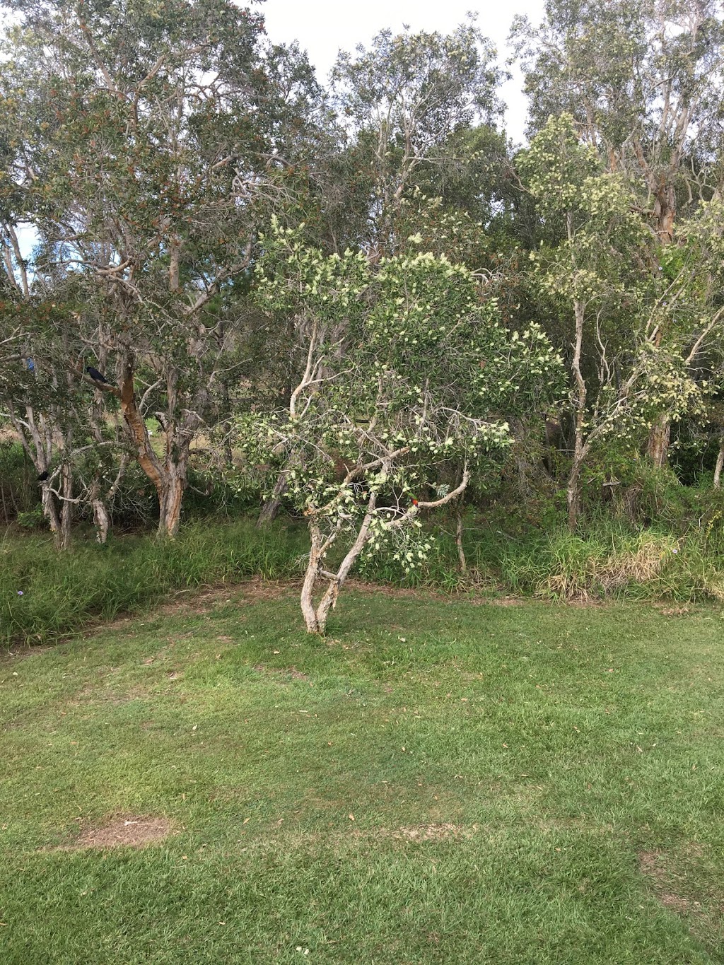 Pimelea Reserve | park | 54 Townsend St, Brighton QLD 4017, Australia | 0734038888 OR +61 7 3403 8888