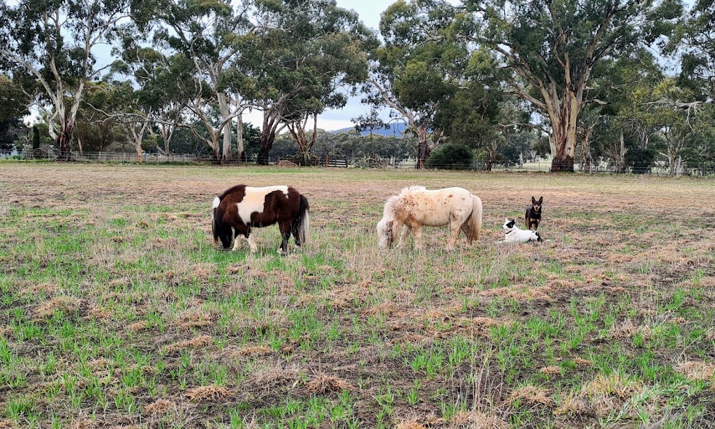 Bellview Connection Equine Assisted Therapy & Counselling | 258 Glue Pot Rd, Pomonal VIC 3381, Australia | Phone: 0429 353 680