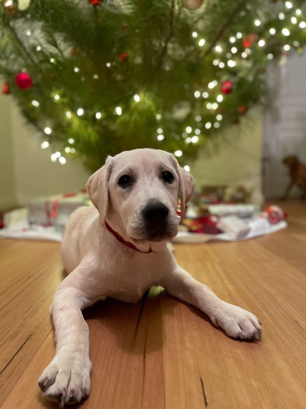 Haleana Labradors | Belubula Way, Canowindra NSW 2804, Australia | Phone: 0433 636 285