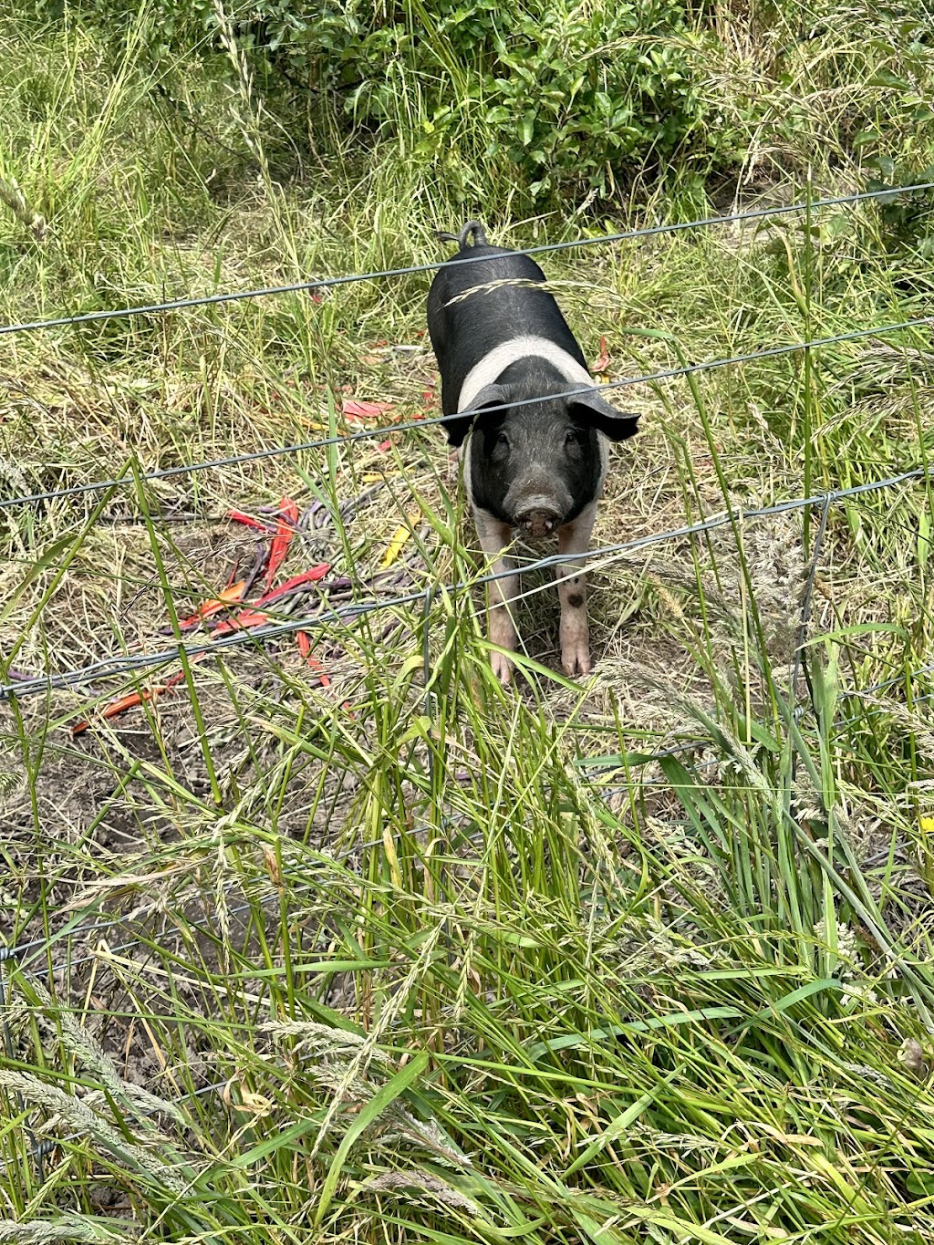 Fat Pig Farm | 80 Dillons Hill Rd, Glaziers Bay TAS 7109, Australia | Phone: 0415 168 285