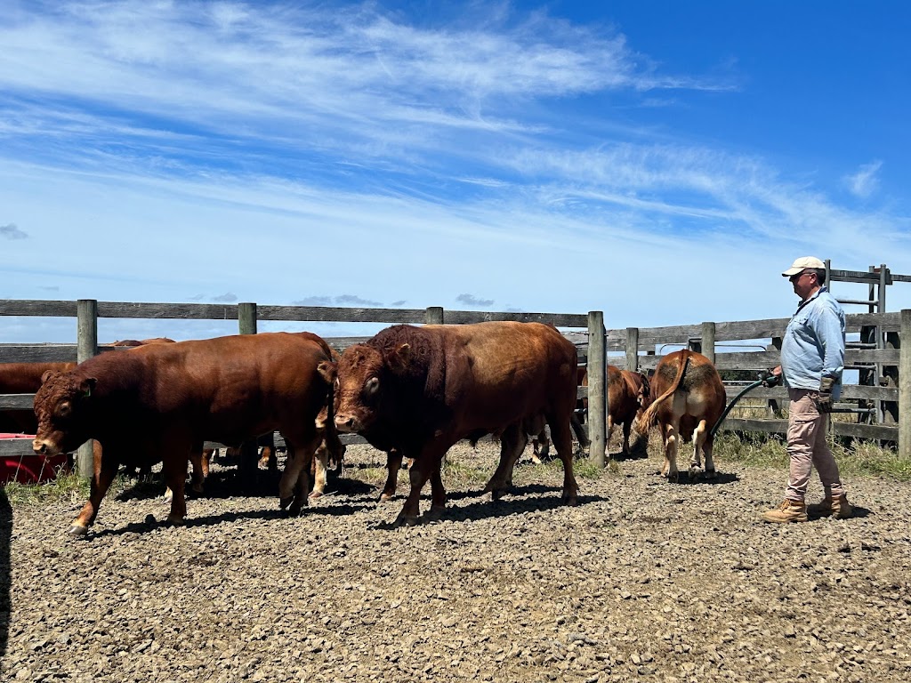 Otway Felix Limousin Stud | 165 Whytcross Ln, Birregurra VIC 3242, Australia | Phone: 0438 289 119