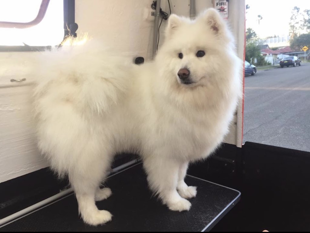 Groomie - Mobile Dog Grooming Salon | 1 Lakeview Dr, Cranebrook NSW 2749, Australia | Phone: 0490 675 409