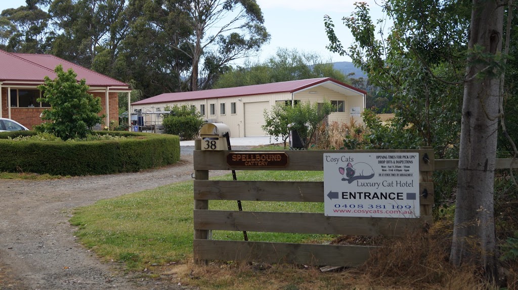 Cosy Cats- Cat Hotel, Pet Sitting, Animal Care, Hobart Cat Board | 38 Merediths Rd, Margate TAS 7054, Australia | Phone: (03) 6267 1140
