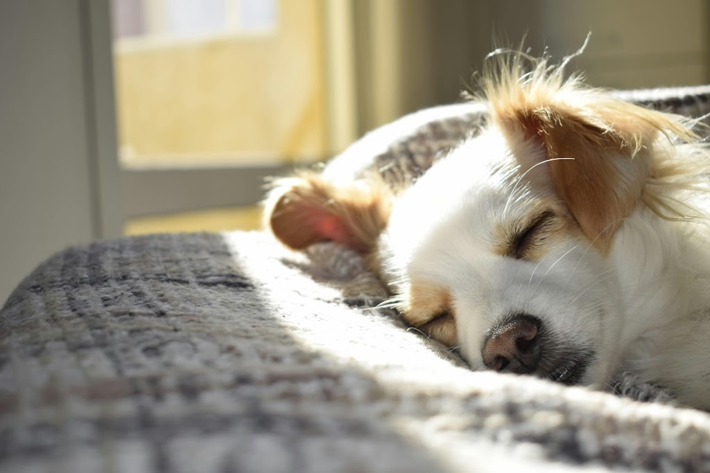 Samford Emergency & Day Vets 24/7 | 1 Serendipity Dr, Samford Valley QLD 4520, Australia | Phone: (07) 3289 9073