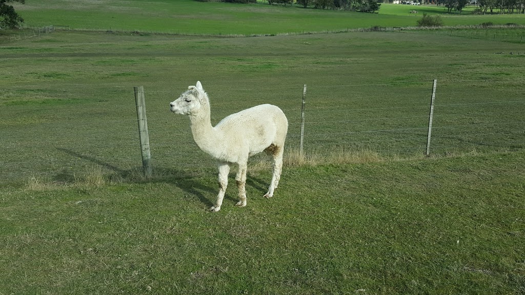 Raynella Alpaca Farmstay B & B | 54 Ingram Rd, Gruyere VIC 3770, Australia | Phone: (03) 5964 9242