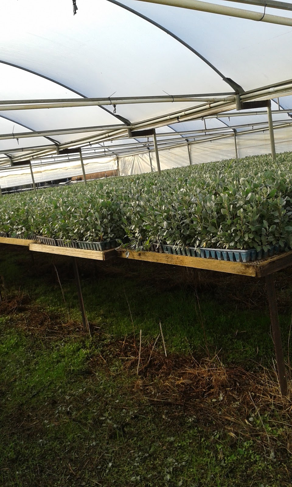 Coleambally Saltbush Nursery | 643 Rosewood Rd, Coleambally NSW 2707, Australia | Phone: (02) 6954 4215