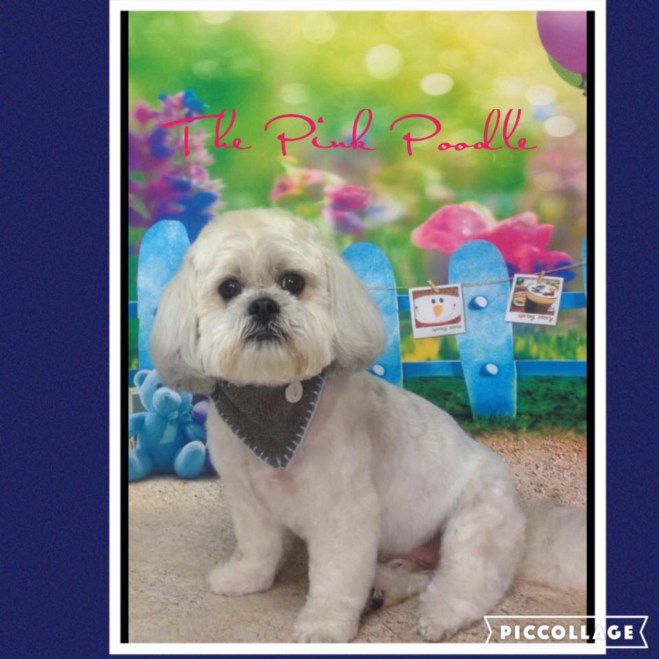 The Pink Poodle Dog Grooming | 13 Barlyn Rd, Mount Waverley VIC 3149, Australia | Phone: 0405 412 941