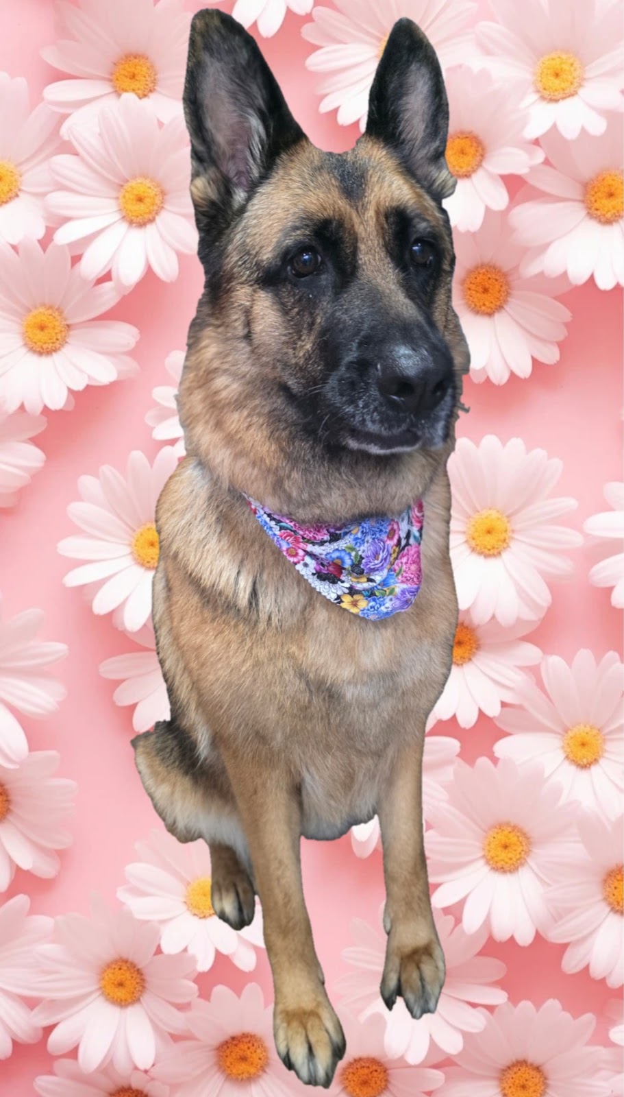 Prime Paws Grooming Salon | 600 Bitcon Rd, Toolamba West VIC 3614, Australia | Phone: 0411 782 190