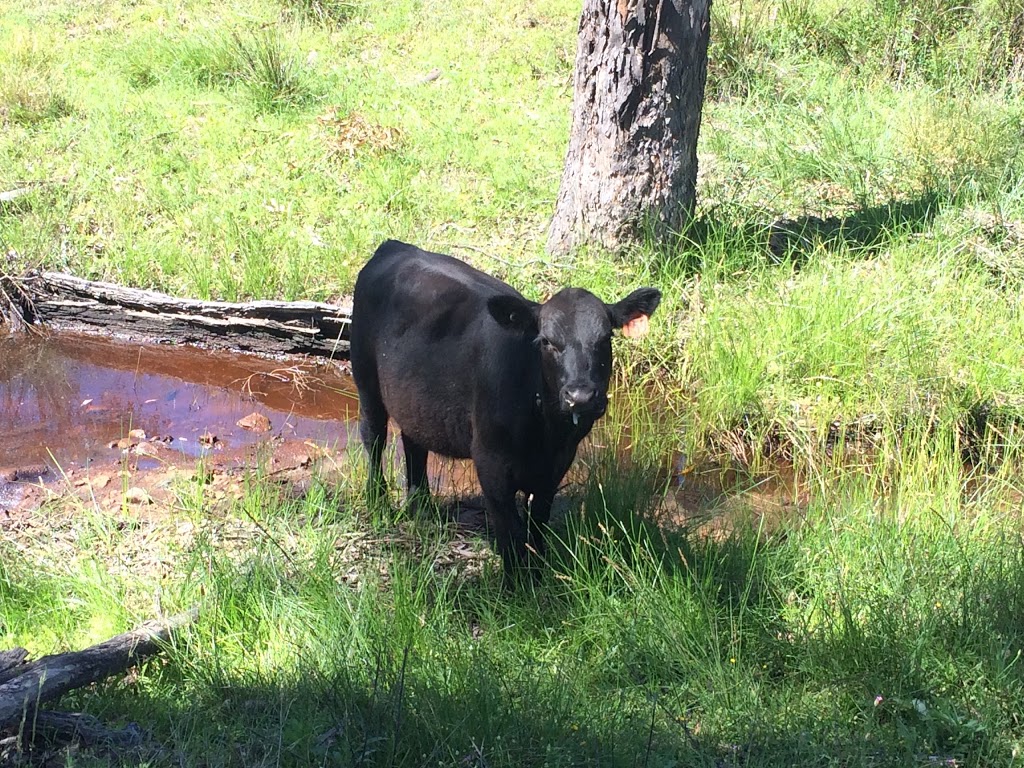 "Crowie" - Munmurra Angus | 1320 Durridgerie Rd, Turill NSW 2850, Australia | Phone: 0417 322 436