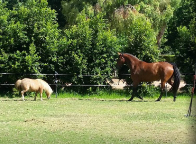 Rickety Ranch | 2 Phar lap drive Darling Downs, Byford WA 6122, Australia | Phone: 0417 177 482