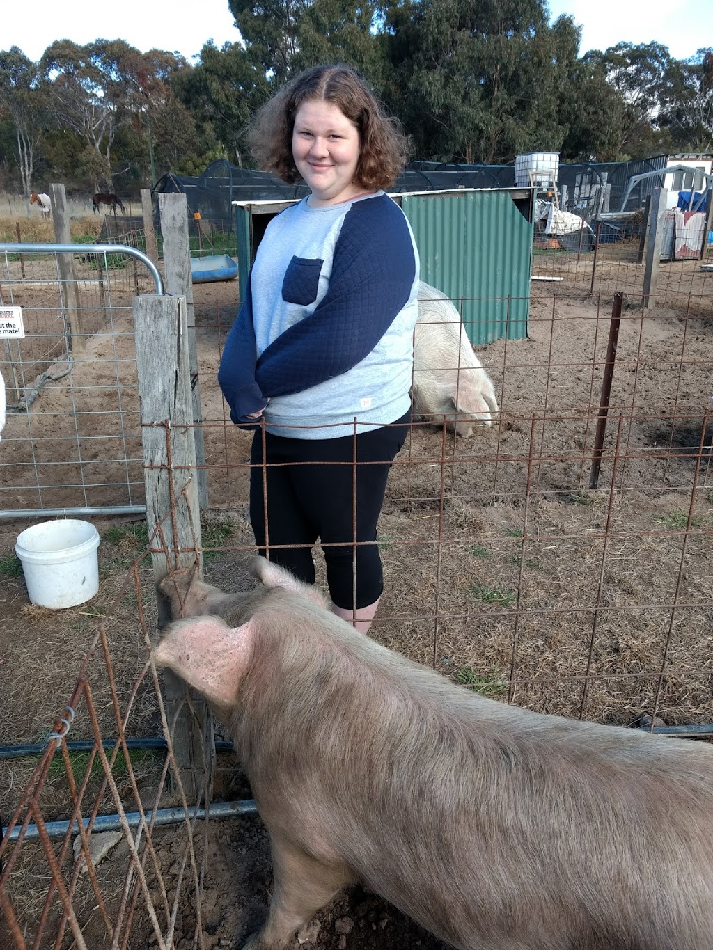 Happy Pig Farm | 32 Cameron Rd, Stanthorpe QLD 4380, Australia | Phone: 0411 988 415
