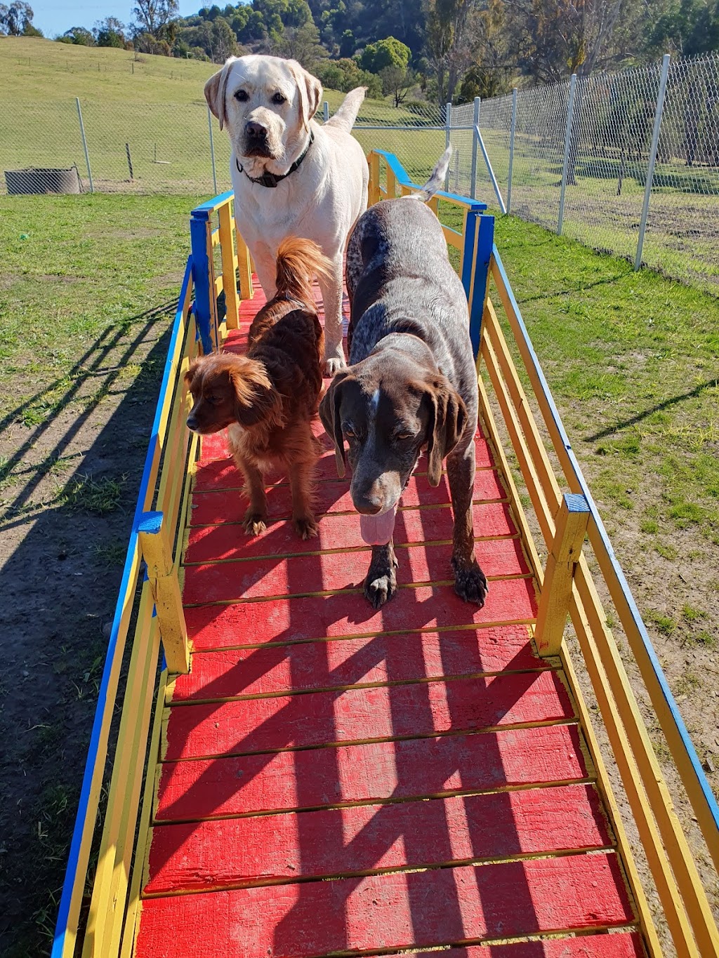 Dogs Day Out | Pipeline Track, Tyers VIC 3844, Australia | Phone: 0400 796 353
