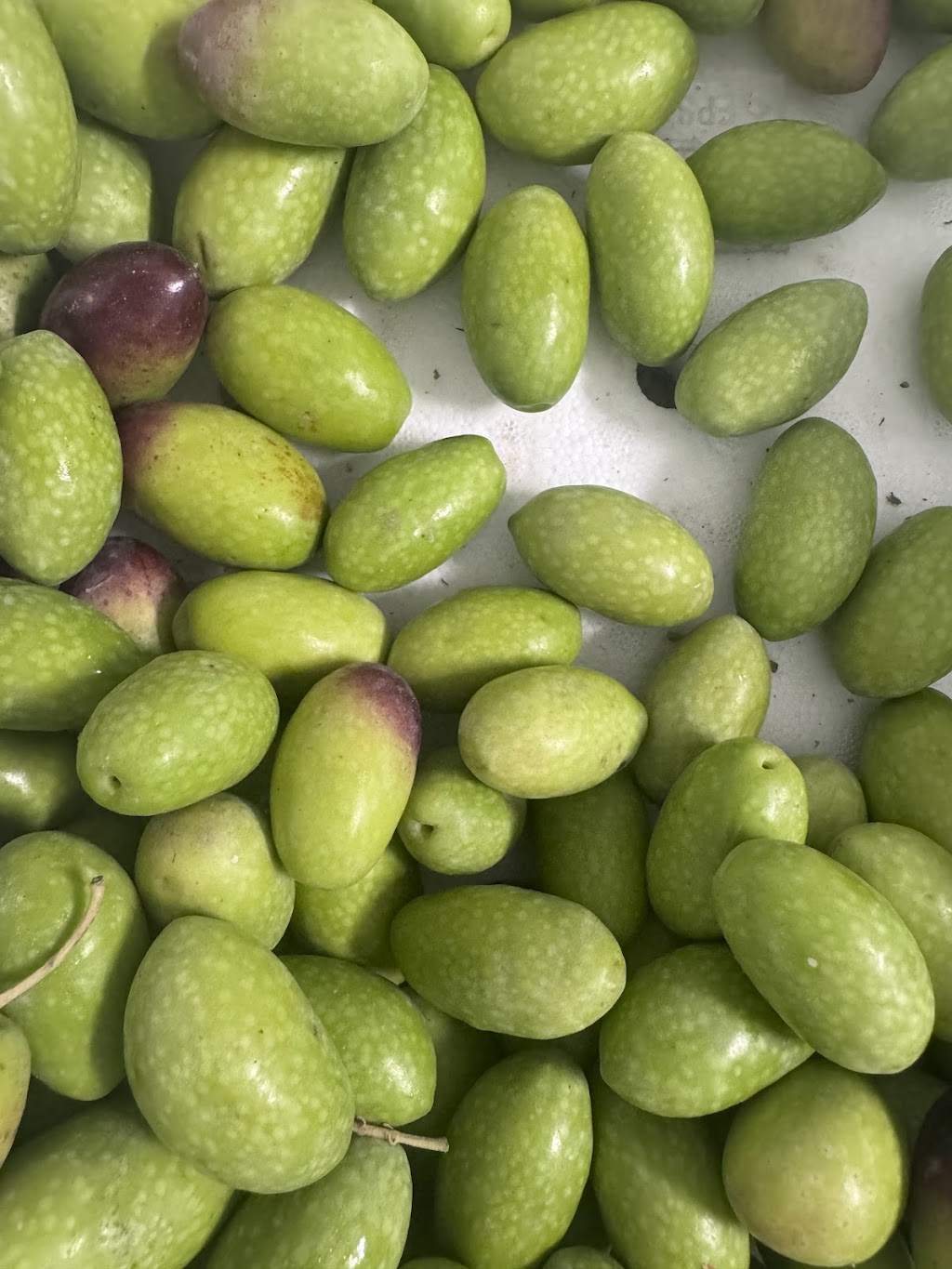 BAY ROOTS | 19 Beach Ave, South Golden Beach NSW 2483, Australia | Phone: (02) 6680 1698