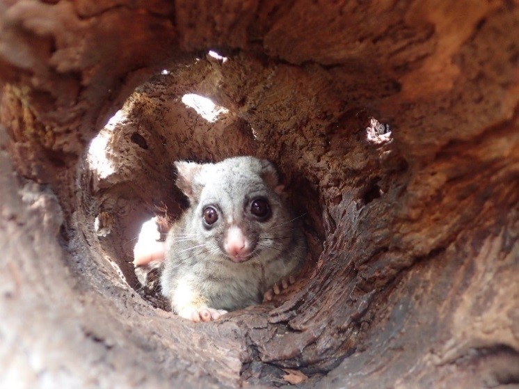 Humane Possum Removal Kyneton | home goods store | Rennick Dr, Kyneton VIC 3444, Australia | 0361450197 OR +61 3 6145 0197