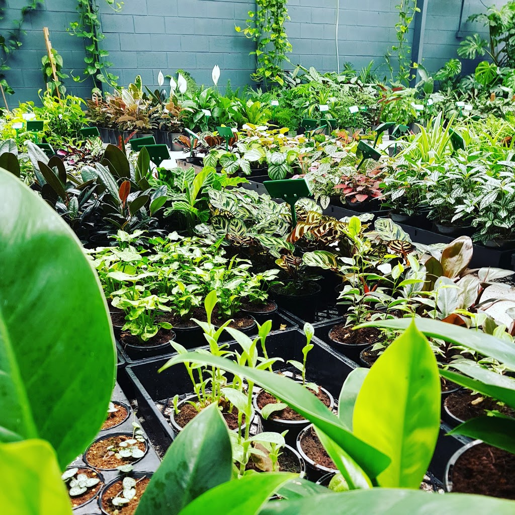 Verdant Dwellings: Excellence in Indoor Plants | store | Factory 3/5 June Ave, Dromana VIC 3936, Australia | 0404046462 OR +61 404 046 462